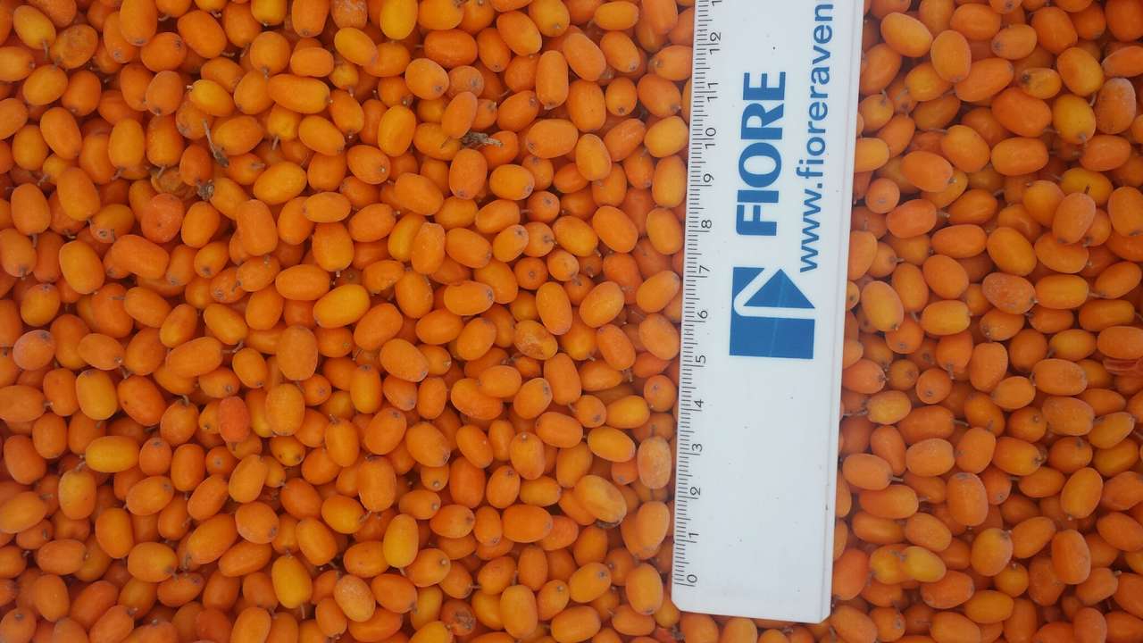 Frozen Sea Buckthorn - International Sale