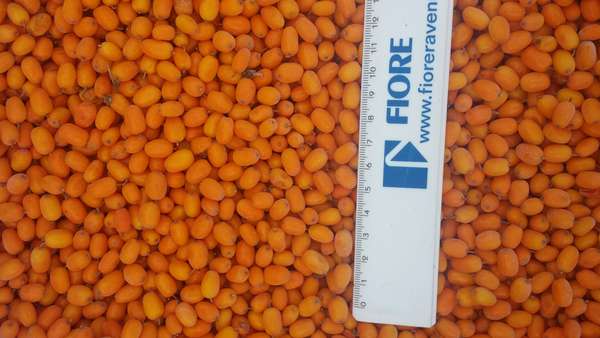 Frozen Sea Buckthorn - International Sale